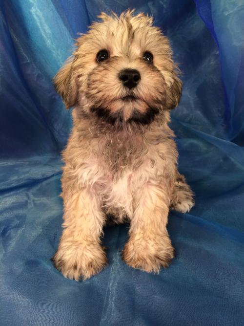 Female Salt and Pepper Miniature Schnauzer Bred to a Miniature Poodle